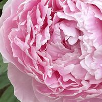 シャクヤク,シャクヤク,ギョリュウバイ,芍薬の蕾,芍薬の蕾の画像
