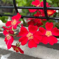 鉢植え,花壇,ガーデニング,2026スタート,庭の画像