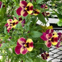 ハーブ,紫の花,いつもありがとう♡,ありがとう,ハーブのある暮らしの画像