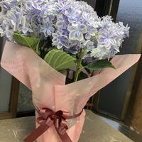 アジサイ,紫陽花,紫陽花　万華鏡,紫陽花　万華鏡,紫陽花　万華鏡の画像