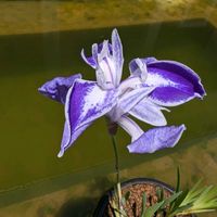 カキツバタ,ササユリ,カキツバタ 折鶴,山野草,いつもありがとう♡の画像