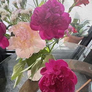 シャクヤク,シャクヤク,芍薬,開花の画像
