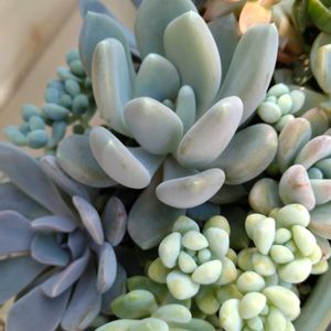 多肉植物,多肉寄せ植え,ガーデニング,多肉を楽しむ,多肉と遊ぶの画像