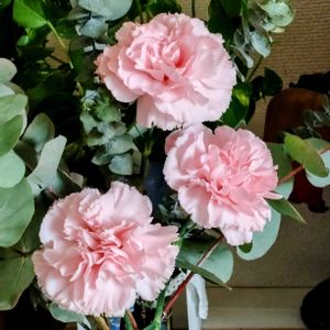 カーネーション,リビング,駅前の花壇,ビューティフルサンデーの画像