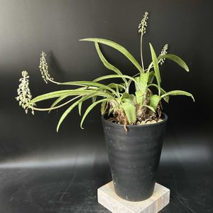多肉植物,観葉植物,塊根植物,コーデックス,珍奇植物の画像