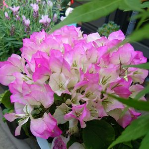 ブーゲンビレア,観葉植物,花,ベランダの画像