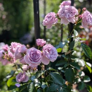 アストランティア,プロローグ,花のある暮らし,ばら バラ 薔薇,おうち園芸の画像