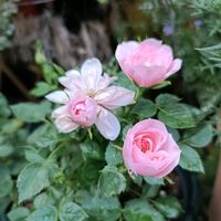 ミニバラ,ヒューケラ,ヒューケラの花,スィートチャリオット,スィートチャリオットの画像
