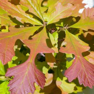 バーオーク,鉢植え,銅葉,ドングリの木,北米原産の画像