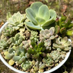 謎の多肉植物,多肉植物,多肉植物寄せ植えの画像