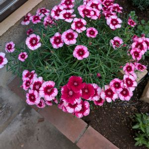 ダイアンサス　ベンティパフェ　クリムソンアイ,ガーデニング,花のある暮らし,おうち園芸,小さな庭の画像