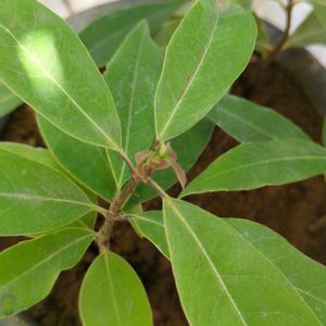 シラカシ,鉢植え,ドングリの木,ブナ科,コナラ属の画像