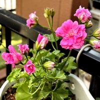 アイビーゼラニウム,挿し木・挿し芽,アイビーゼラニウム・ピンクシビル,アイビーゼラニウム　シビルの画像