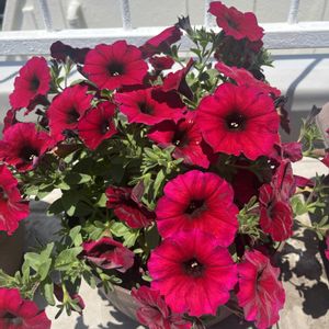 ビューティカル キャラメルイエロー,緑のある暮らし,可愛いお花,植物大好き,お花大好きの画像