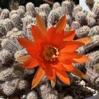 サボテン,白檀,ビオラ ラビット,季節の花,キュンキュン乙女倶楽部No.243の画像