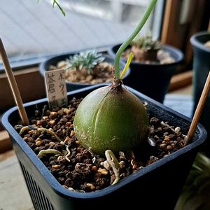 蒼角殿,蒼角殿,いつものやつ,多肉植物,塊根植物の画像