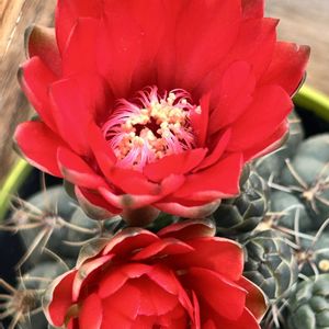 緋花玉,サボテンの花,DAISO,GSのみなさんに感謝♡,小さな幸せ♡の画像