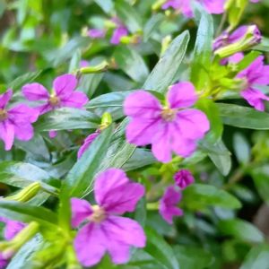 カンパニュラ アルペンブルー,花のある暮らし,クフェア☘️,ミッチの会,小さな庭の画像