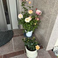 薔薇,ミニ薔薇♡,薔薇(キッスオブフロリア),花のある暮らし,玄関アプローチの画像