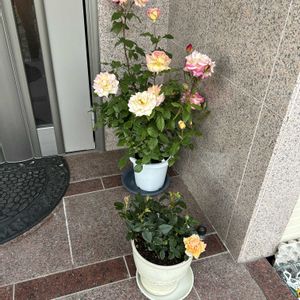 薔薇,ミニ薔薇♡,薔薇(キッスオブフロリア),花のある暮らし,玄関アプローチの画像