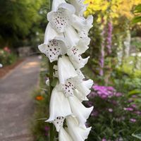 ジギタリス,須磨離宮公園,お花見散歩の画像