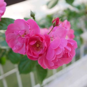アンジェラ,福岡,備忘録,癒し…,記録の画像