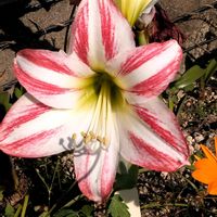 アマリリス,アマリリス,ガザニア,ガザニア,球根の画像