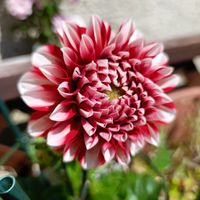 鉢植え,癒し…♡,かわいらしい,おうち園芸の画像