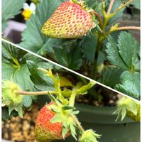 イチゴ,ダッチアイリス,セントーレア ブラックボール,アメージング グレイ,花のある暮らしの画像
