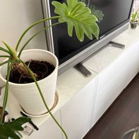 セロームの画像