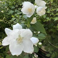 バイカウツギ,在来種,スマホ写真,世界が平和でありますよう,sz.庭の画像