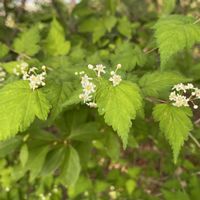 ニシキギ,ノイバラ,バイカウツギ,コアジサイ,コゴメウツギの画像