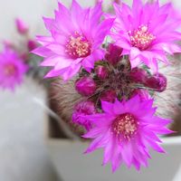 サボテン,多肉植物,お花,ベランダの画像