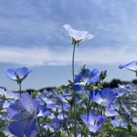 ネモフィラ,ネモフィラ,ポピー,ポピー,昭和記念公園の画像