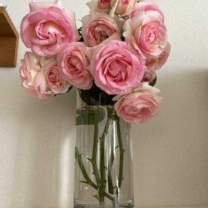 バラ,ピエールドゥロンサール,可愛い,花のある暮らし,お花大好き♡の画像