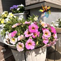 ミリオンベル,サフィニアアート・ももいろハート,鉢植え,初心者,玄関の画像