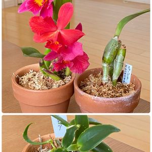 カトレア,ファレノプシス,胡蝶蘭,ミニ胡蝶蘭,デンドロビュームの画像