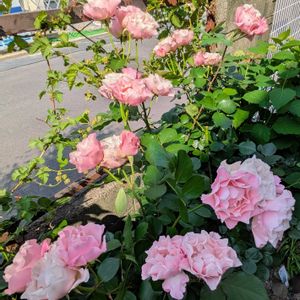 鉢植え,挿し木,花を増やそう,だいすきな薔薇,薔薇を愛するの画像
