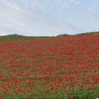 ポピー,ポピー,低山歩きの画像
