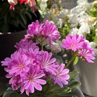 レウィシア,多肉植物,かわいい,花のある暮らし,ありがとう♡の画像