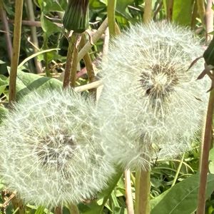 タンポポ,タンポポ,セイヨウタンポポ,セイヨウタンポポ,公園の画像