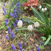 スノーフレーク,ムスカリ,ガーデニング,癒し,花のある暮らしの画像