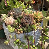 多肉植物,多肉寄せ植え,エケベリア属,多肉棚,多肉植物のある暮らしの画像