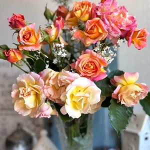 バラ　シャルール,花壇,ガーデニング,ばら バラ 薔薇,小さな庭の画像