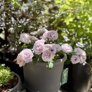 四季咲き薔薇 カーナ ハニーゴールド,鉢植え,ガーデニング,ウィッチフォード,ばら バラ 薔薇の画像
