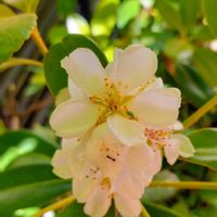 シャリンバイ,隠れビートルズ,初めて嗅ぐ香りの画像