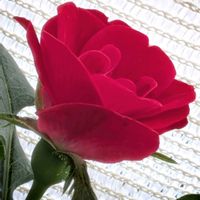 バラ・ミニバラ,ばら バラ 薔薇の画像