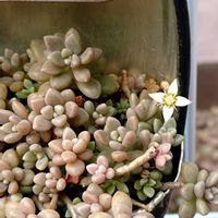 セダム,姫秀麗,姫秀麗,多肉植物,お花の画像