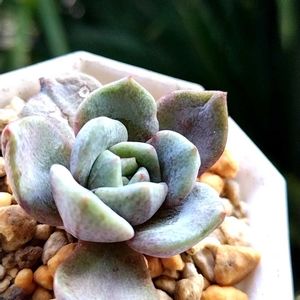 多肉植物,エケベリア属,多肉のある暮らし,植中毒,タニラーの画像