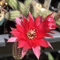 白檀,開花,サボテン科,庭の画像